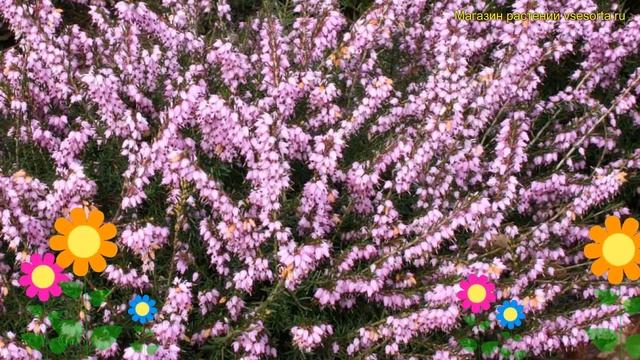 Эрика травянистая Дарли дэил. Краткий обзор, описание характеристик erica carnea Darley dale смотреть онлайн