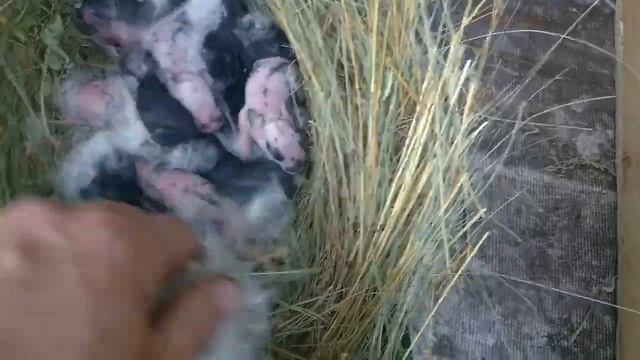 Крольчиха родила - первый раз и сразу в ""десятку"" смотреть онлайн