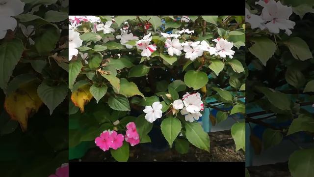 Halamang masipag mabulaklak #plantitas@3 смотреть онлайн