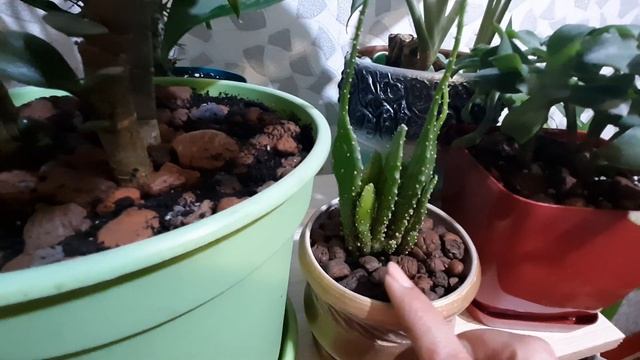 Мои новинки хавортия и пахифитум, красулы и сакуленты? смотреть онлайн