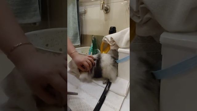 Стрижка кролика смотреть онлайн