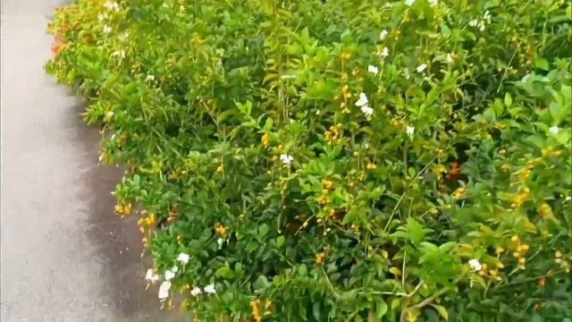 Off Day walking Alone|Swan Lake|Botanic Garden Singapore смотреть онлайн