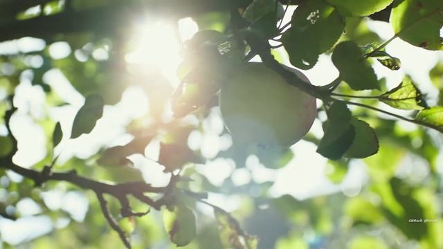 Запах старости или почему пожилые люди пахнут?