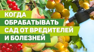 Сроки обработки сада от весны до осени. Советы биолога