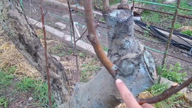 Прививка 100% приживаемость / Прививочный секатор / Когда прививать фруктовые деревья смотреть онлайн