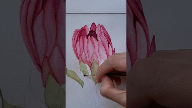 Pink Protea | Watercoloring Arts | Hellomisterfoxx смотреть онлайн