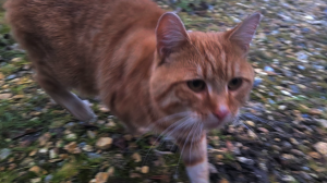 На улице вторую неделю ходит замёрзший ласковый рыжий котик