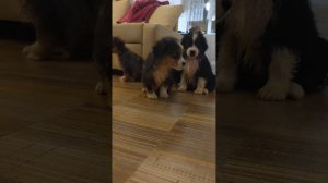 щенки миниатюрная американская овчарка