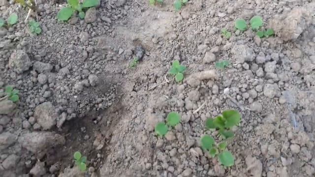 ПОСАДКА ТЕПЛИЦ??ИНКУБАЦИЯ цесарок?ЖИЗНЬ В СЕЛЕ?