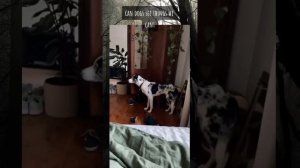 Собаки видят призрака