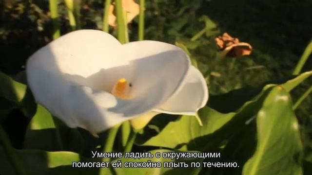 Значение имени Елена. Толкование, судьба, характер
