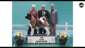 Meet One Of The Best Akita Breeders All Time | Chris Mc Lean | Melodor Akitas