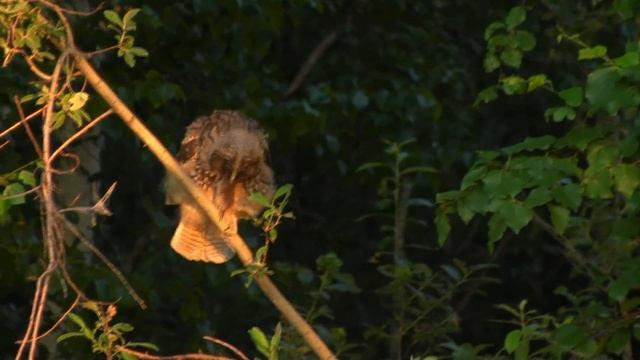 Ушастая сова (Asio otus) кормит слётка смотреть онлайн