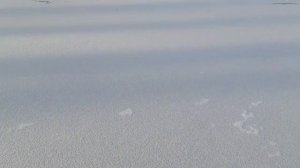 Поповка, Чердаклинский район. Озеро Светлое.