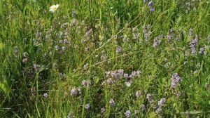 Чабрец, Тимьян, Богородичная трава.