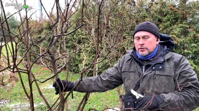 Как и когда обрезатьСИРЕНЬ для пышного цветения.Бесплатный мастер-класс от агронома.Дневник садовод