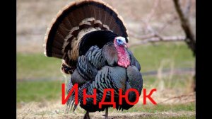 Развивающие видео для детей. Учим  домашних  животных и их звуки. Голоса животных .Мультик для дете