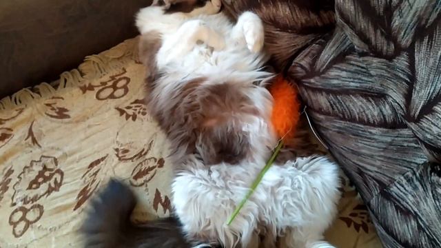 Своенравный, но очень красивый кот!!! смотреть онлайн