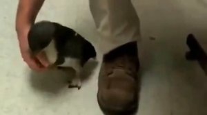 Пингвин боится щекотки=)