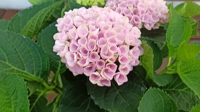 мэджикал революшн. гортензия крупнолистная. смотреть онлайн