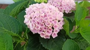 мэджикал революшн. гортензия крупнолистная.