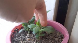 ЭУСТОМА, ЗИМОВКА,КАК УХАЖИВАТЬ.