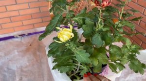 Ломан Сенди Хотела белые яйца будут розовые яйца