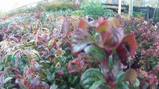Big Plant Nursery - Leucothoe Axillaries 'Curly Red'
