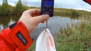 Осенний фидер. Ловля карпа. Рыбалка в сентябре. Карп на пикер. Волжанка оптима.