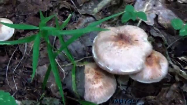 Грибы в лесу Паутинники. смотреть онлайн