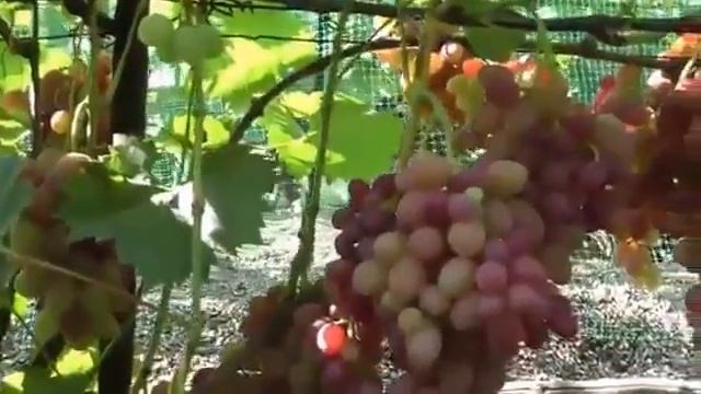 Виноград София смотреть онлайн