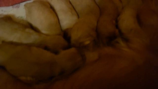 Английский Кокер-спаниель. кормление детей. жуть как интерес...... смотреть онлайн