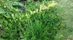 Эффектный ЦВЕТНИК как из ЖУРНАЛА. Однолетние и Многолетние Цветы и Растения. Часть 1   #миксбордер