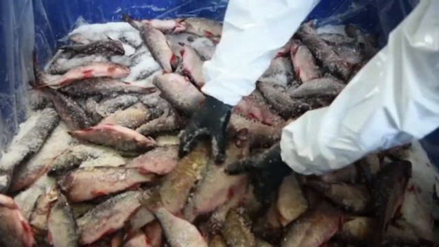 Fish processing plant near Tomsk. Рыбоперерабатывающий завод под Томском