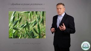 2 2  Вредоносность и классификация сорняков