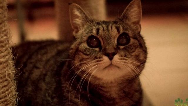 Незрячая кошка доживала свои дни в приюте, отчаянно прося ласки смотреть онлайн