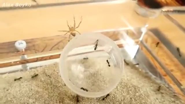 УДАЛЁННОЕ ВИДЕО АЛЕКСА БОЙКО. МУРАВЬИ ПРОТИВ ПАУКА.