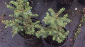 Растение Ель Сербская купить в интернет-магазине Hoga.ru