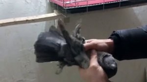 Двухчубые Голуби Кептерлер Pigeons" челкар" нават" гулбадам" соч"