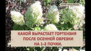 Какой вырастает гортензия после  обрезки на 1-2 почки.