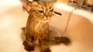 Смешные кошки.Очень смешные