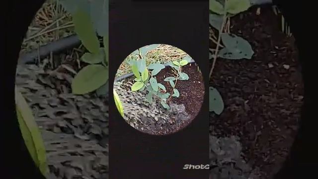 Как посадить жимолость!? Посадка на дёрен. #жимолость #саженцы #зкс #какпосадить