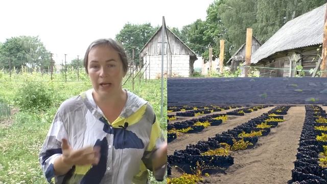 Погода отбила желание выращивать виноград? Виноград в Беларуси слишком сложно? А так ли это? смотреть онлайн