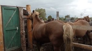 Кобыла Барыня гуляет с жеребцом второй день