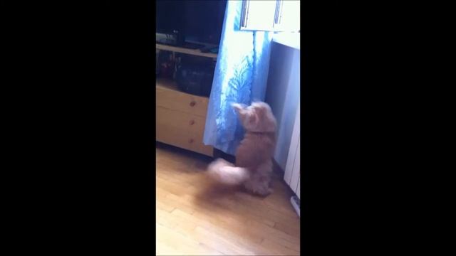 Проделки рыжего кота смотреть онлайн