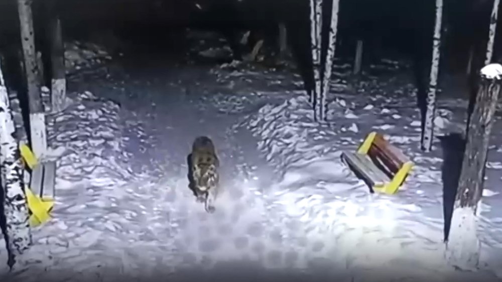 В Приморье поймали еще одного амурского тигра, охотившегося на собак / События на ТВЦ