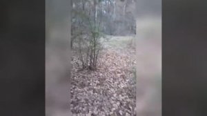 Сбор грибов - грибы вешенки.