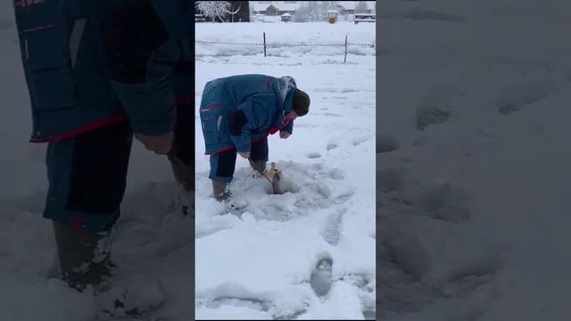 И снова ловим ФОРЕЛЬ! На платном водоёме в King Fish! Зарыбление ФОРЕЛЬЮ каждый день! #shorts