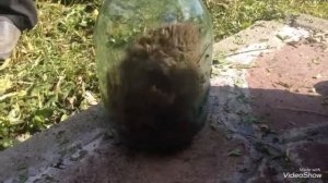 Ловим дикого хомяка ?