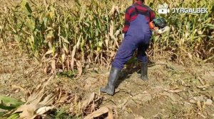 Косим кукурузу мотокосой. Жугору мака оробуз мотокоса